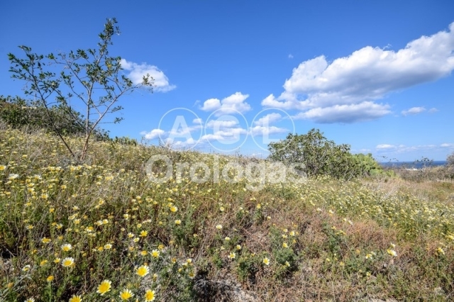 (For Sale) Land Plot for development || Cyclades/Santorini-Thira - 1.003 Sq.m, 300.000€ 