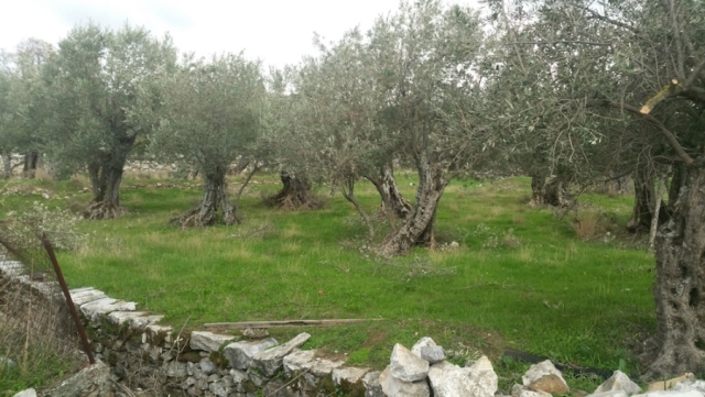 (For Sale) Land Plot for development || Cyclades/Naxos-Drymalia - 1.500 Sq.m, 80.000€ 